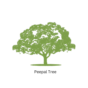 Peepal Tree